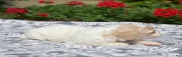 Cavachon dogs for sale: Ember - Ad 5