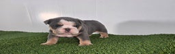 Olde English Bulldogge dogs for sale: Jax - Ad 5
