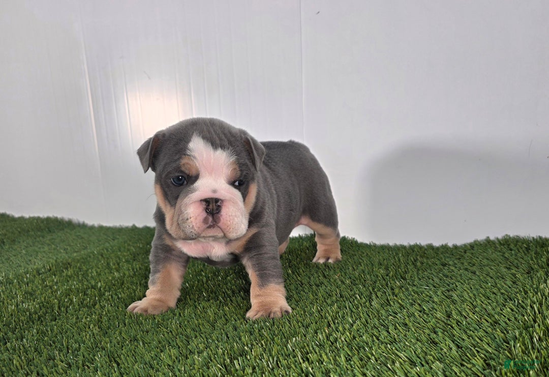 Olde English Bulldogge dogs for sale: Jax - Ad 5