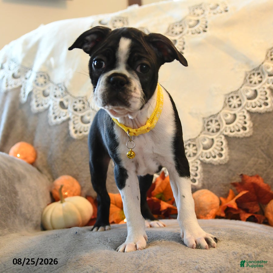 Boston Terrier dogs Tonya - Ad 1