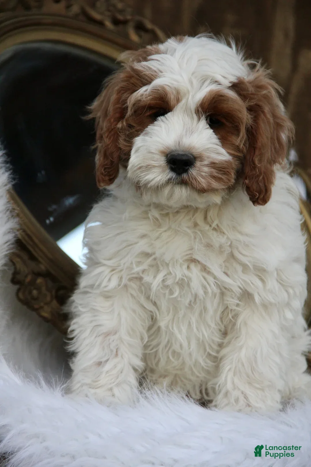 Cavapoo dogs for sale: Jackson - Ad 1
