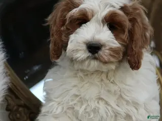 Cavapoo dogs for sale: Jackson - Ad 2