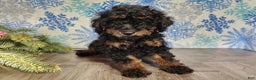 Mini Bernedoodle dogs for sale: Klaus - Ad 17
