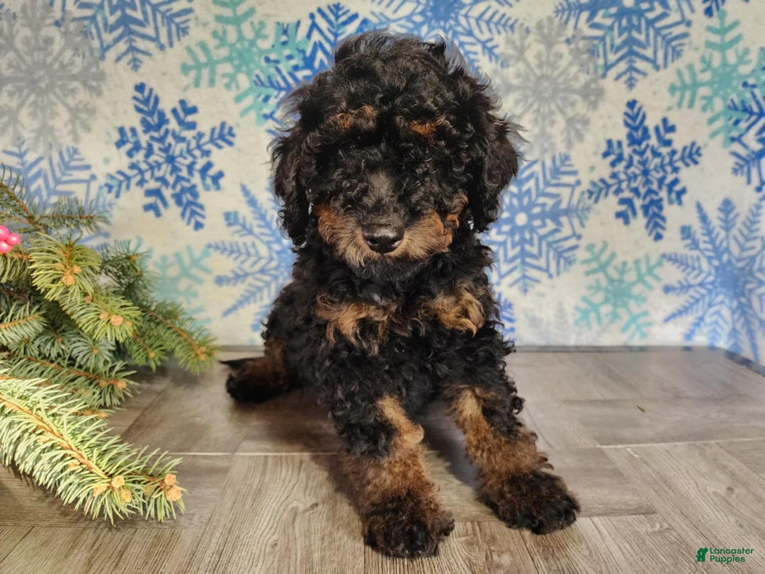 Mini Bernedoodle dogs for sale: Klaus - Ad 17