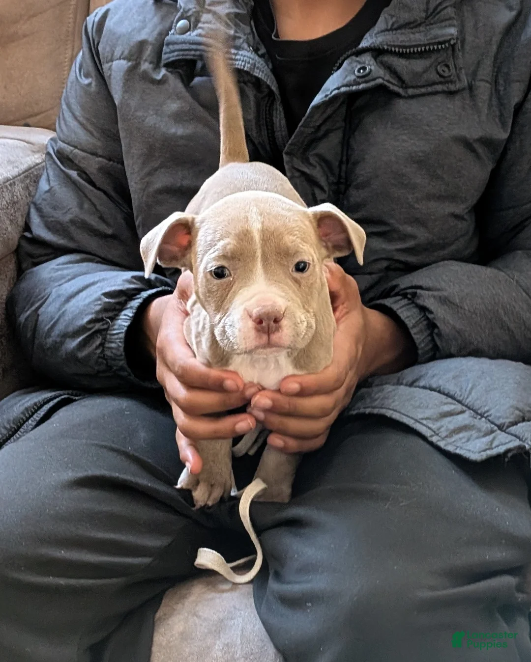 American Bully dogs for sale: American Bully Puppy 1 - Ad 1