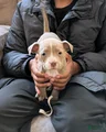 American Bully Puppy 1