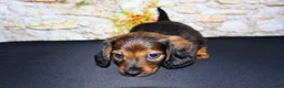 Miniature Dachshund dogs for sale: Lizz - Ad 17