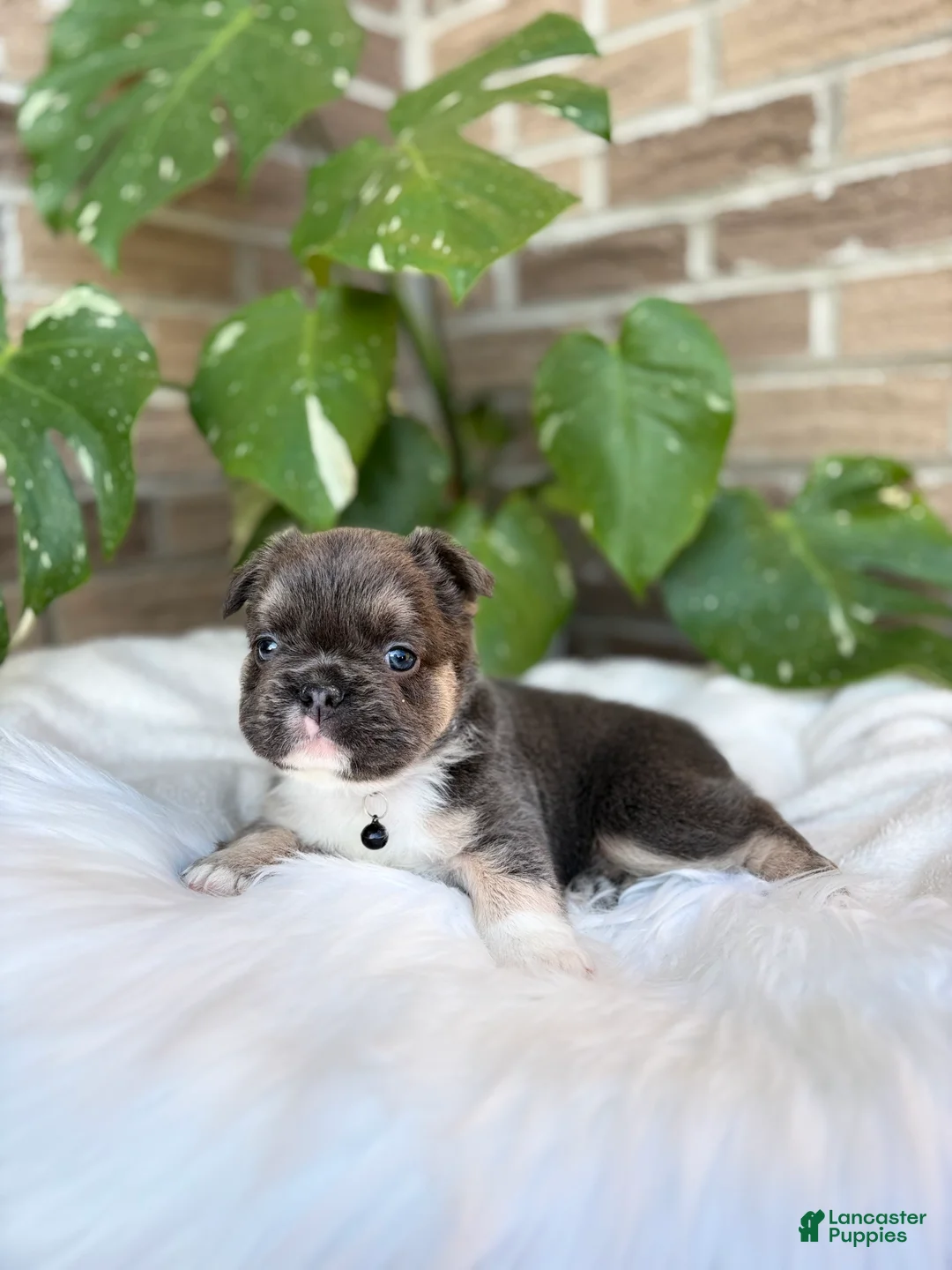 French Bulldog dogs for sale: French Bulldog Puppy 3 - Ad 1
