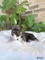 French Bulldog Puppy 3