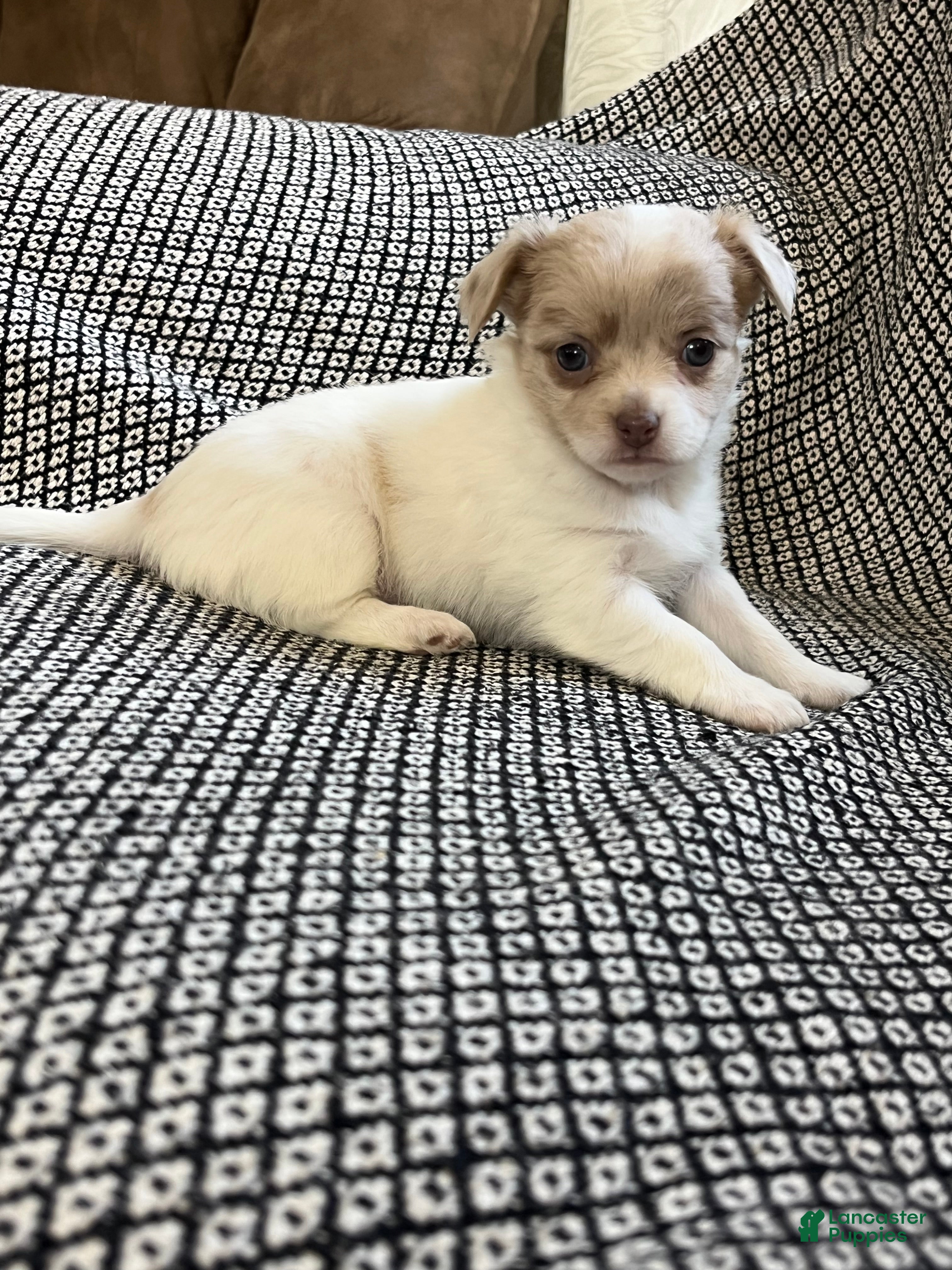 Chihuahua dogs Callie - Ad 1