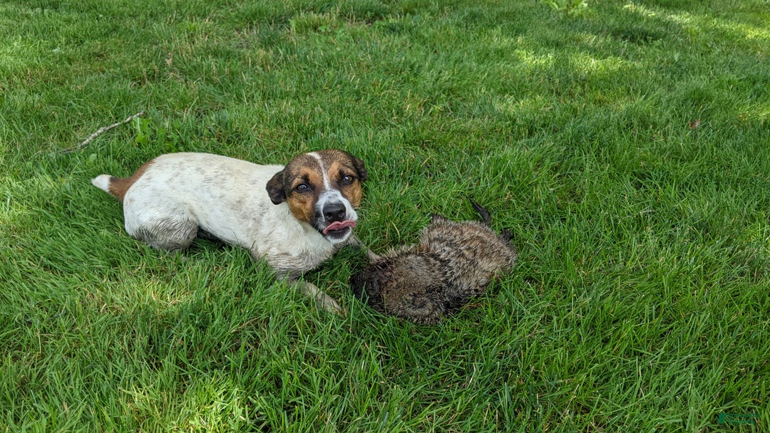 Jack Russell Terrier dogs for sale: Ginger - Ad 4