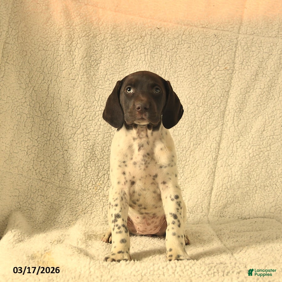 German Shorthaired Pointer dogs Maisy  - Ad 2