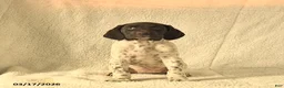 German Shorthaired Pointer dogs for sale: Maisy  - Ad 2