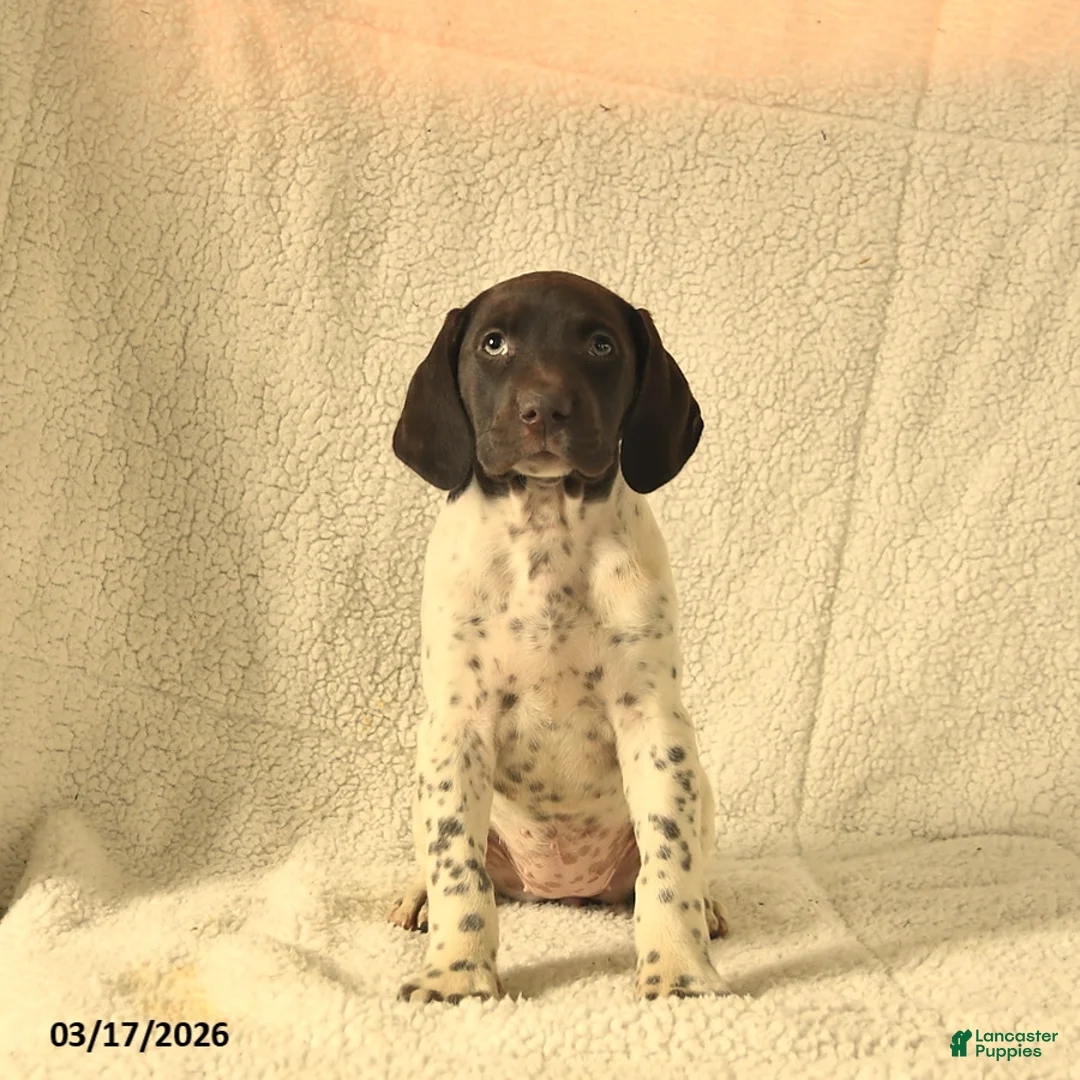 German Shorthaired Pointer dogs for sale: Maisy  - Ad 2