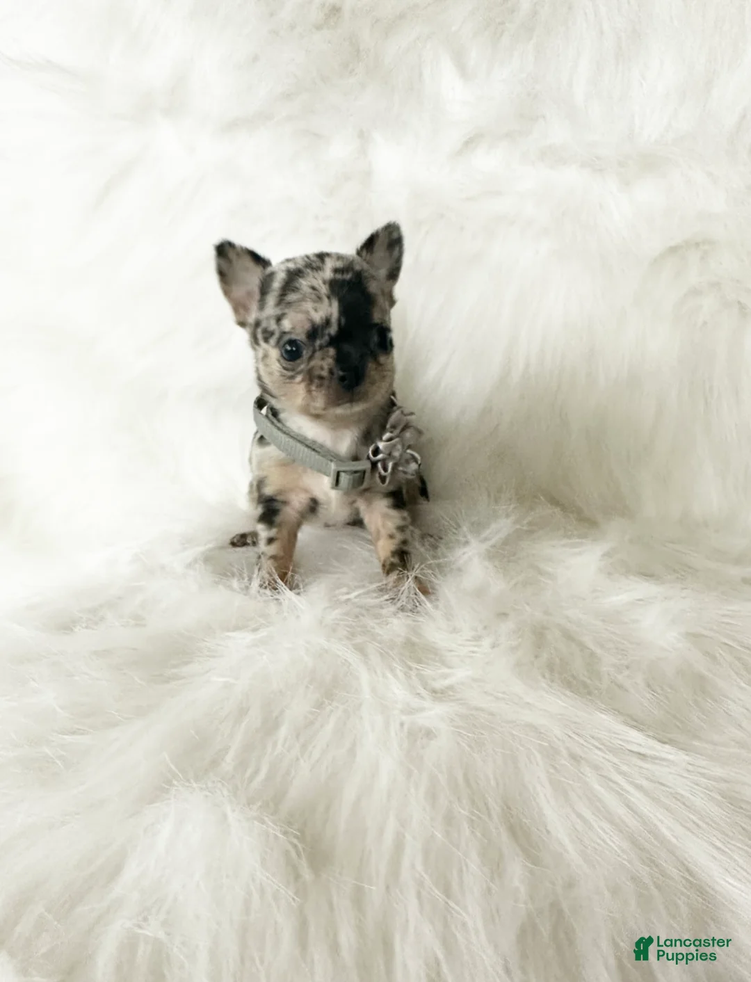 Chihuahua dogs for sale: Stormie - Ad 2