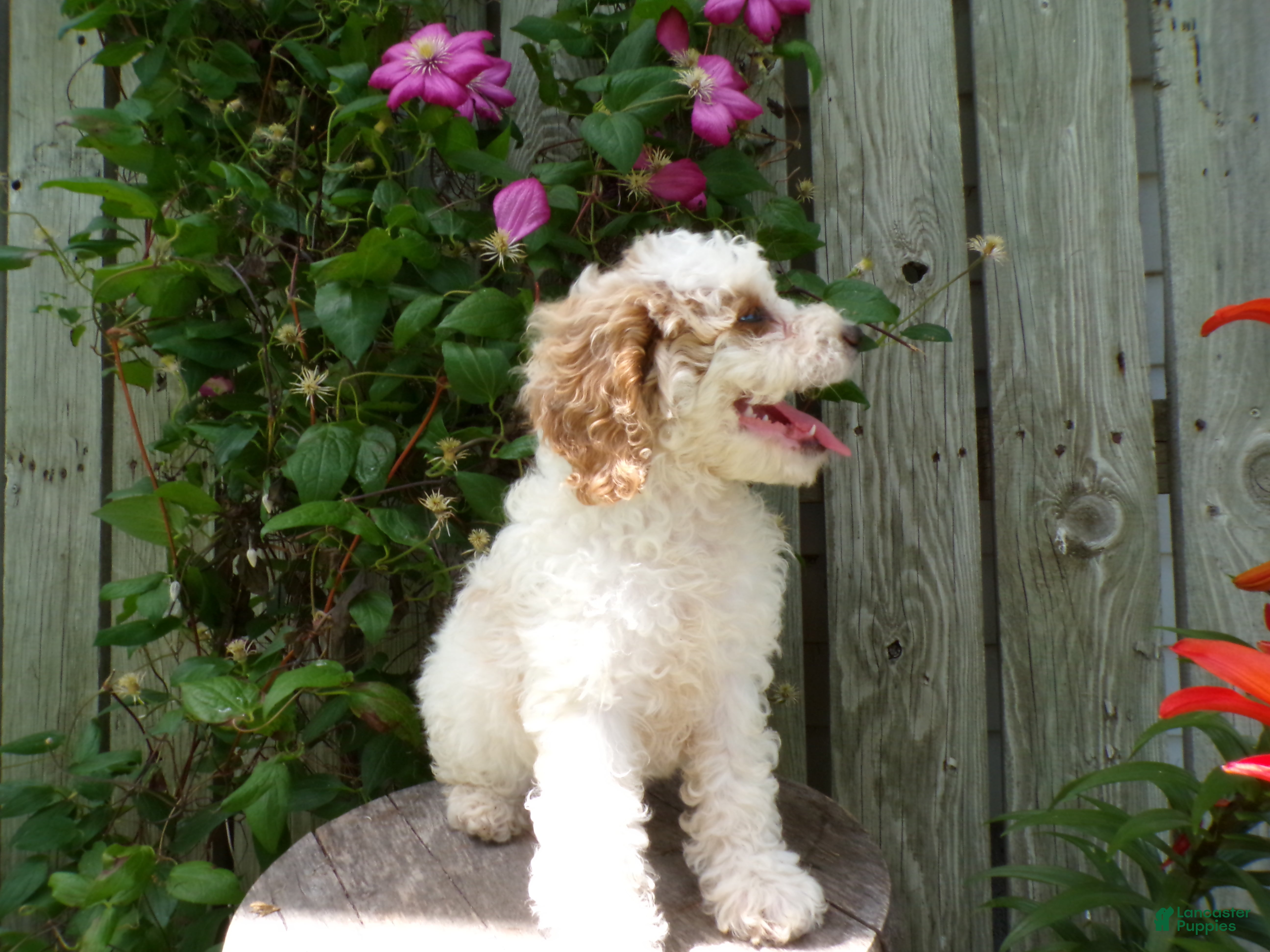 Cockapoo dogs Callie - Ad 1