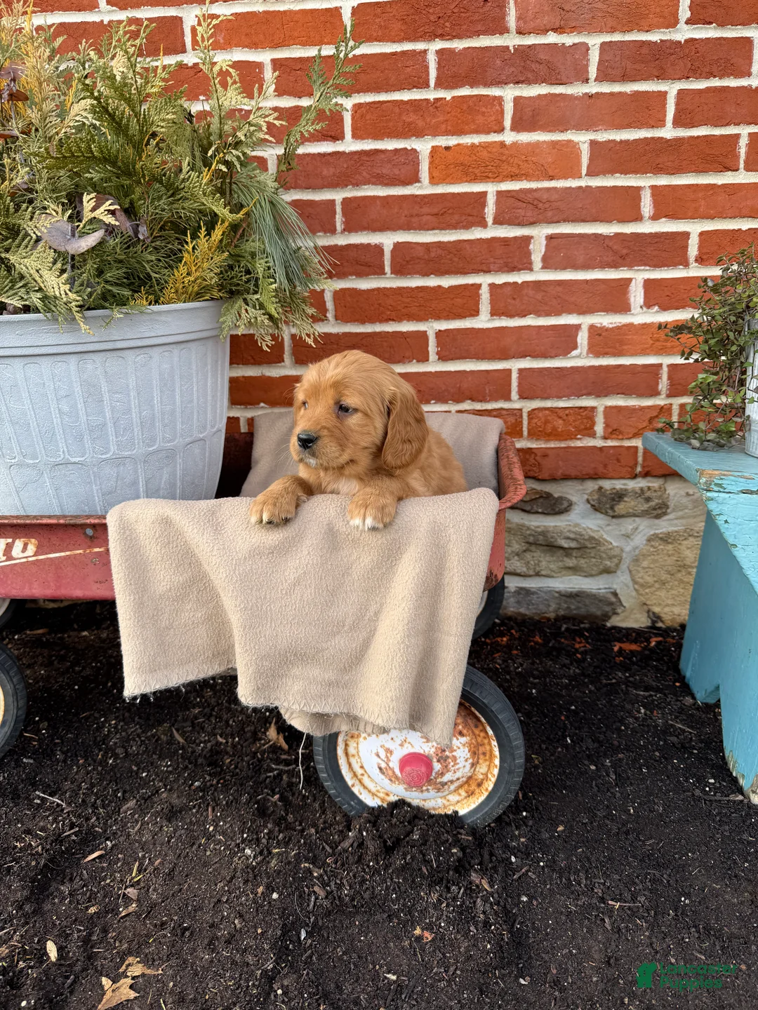Miniature Golden Retriever dogs for sale: Miniature Golden Retriever Puppy 5 - Ad 2