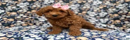 Cockapoo dogs for sale: Rain - Ad 7
