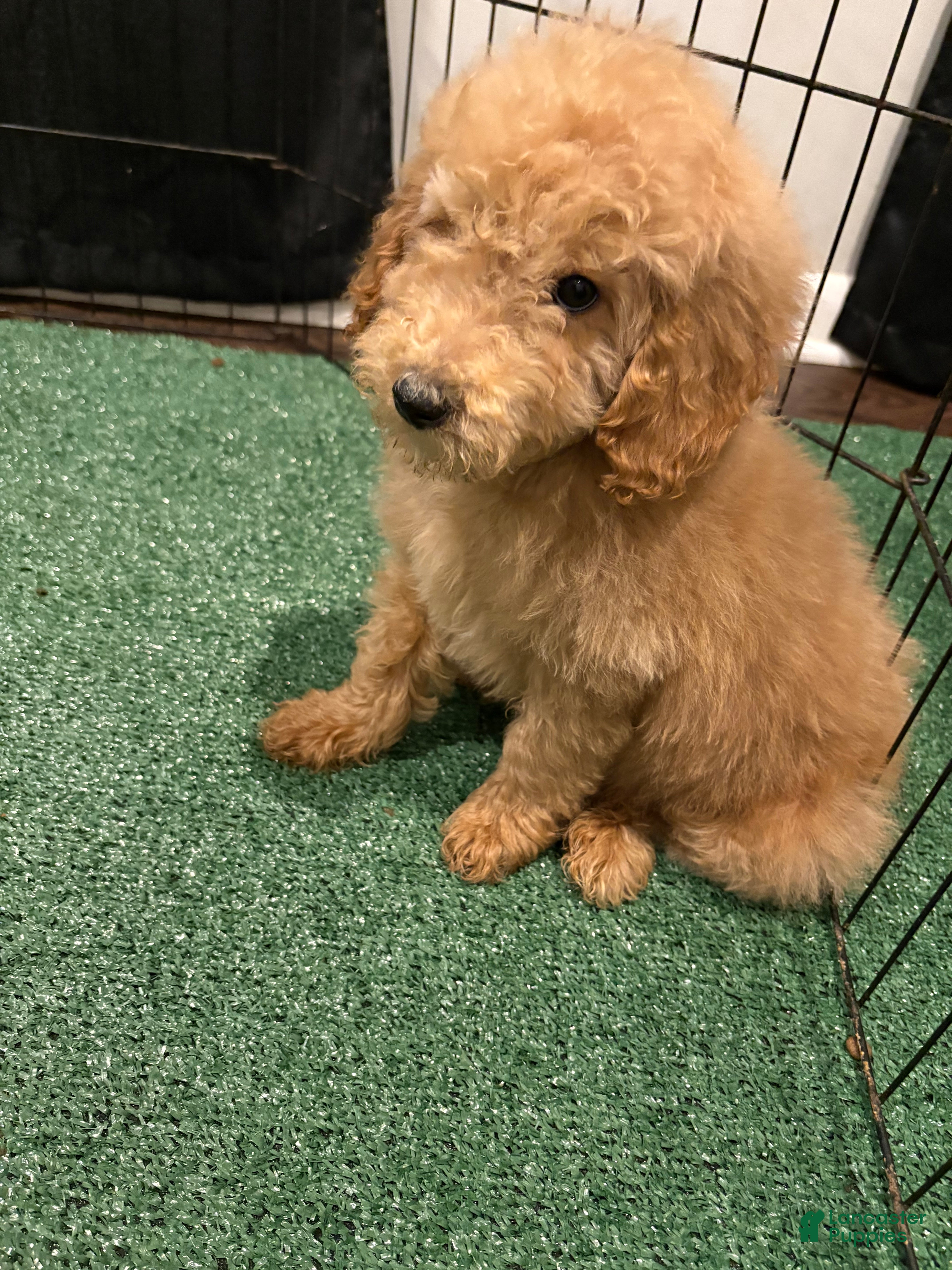 Miniature Poodle dogs Sonny - Ad 2