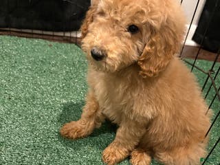 Miniature Poodle dogs Sonny - Ad 2