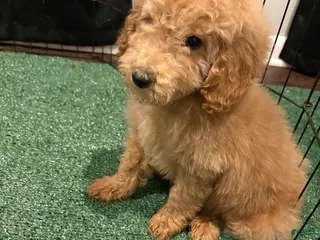 Miniature Poodle dogs Sonny - Ad 6