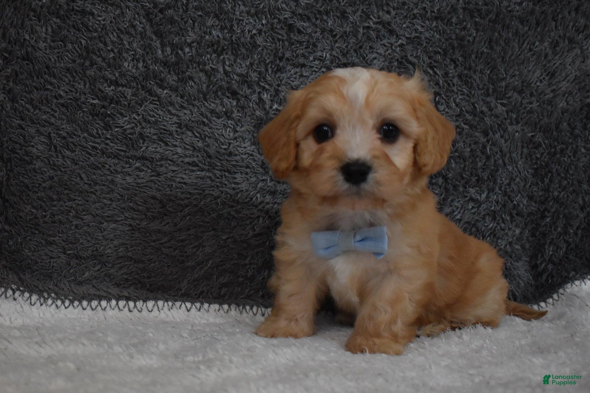 Cavachon dogs Pirate  - Ad 1