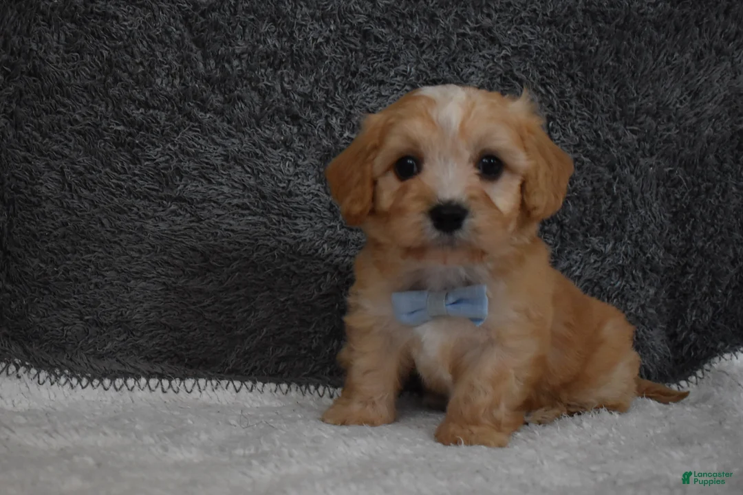 Cavachon dogs for sale: Pirate  - Ad 1