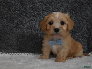 Cavachon dogs for sale: Pirate - Ad 1