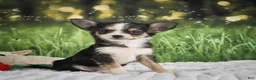 Chihuahua dogs for sale: Precious - Ad 13
