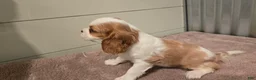 Cavalier King Charles Spaniel dogs for sale: Devon - Ad 9