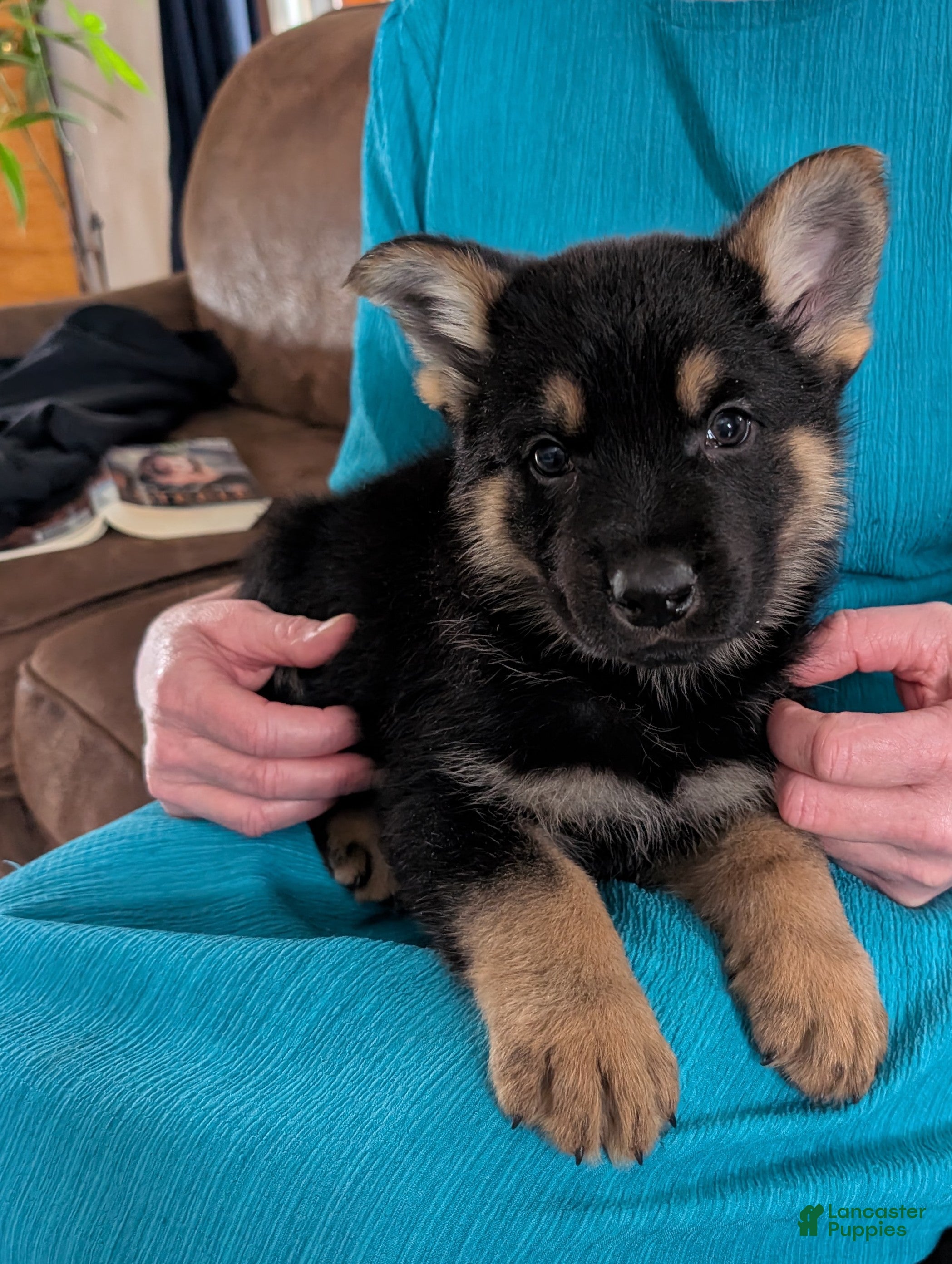 German Shepherd dogs Lucy - Ad 2