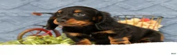 Miniature Dachshund dogs for sale: Jax - Ad 7