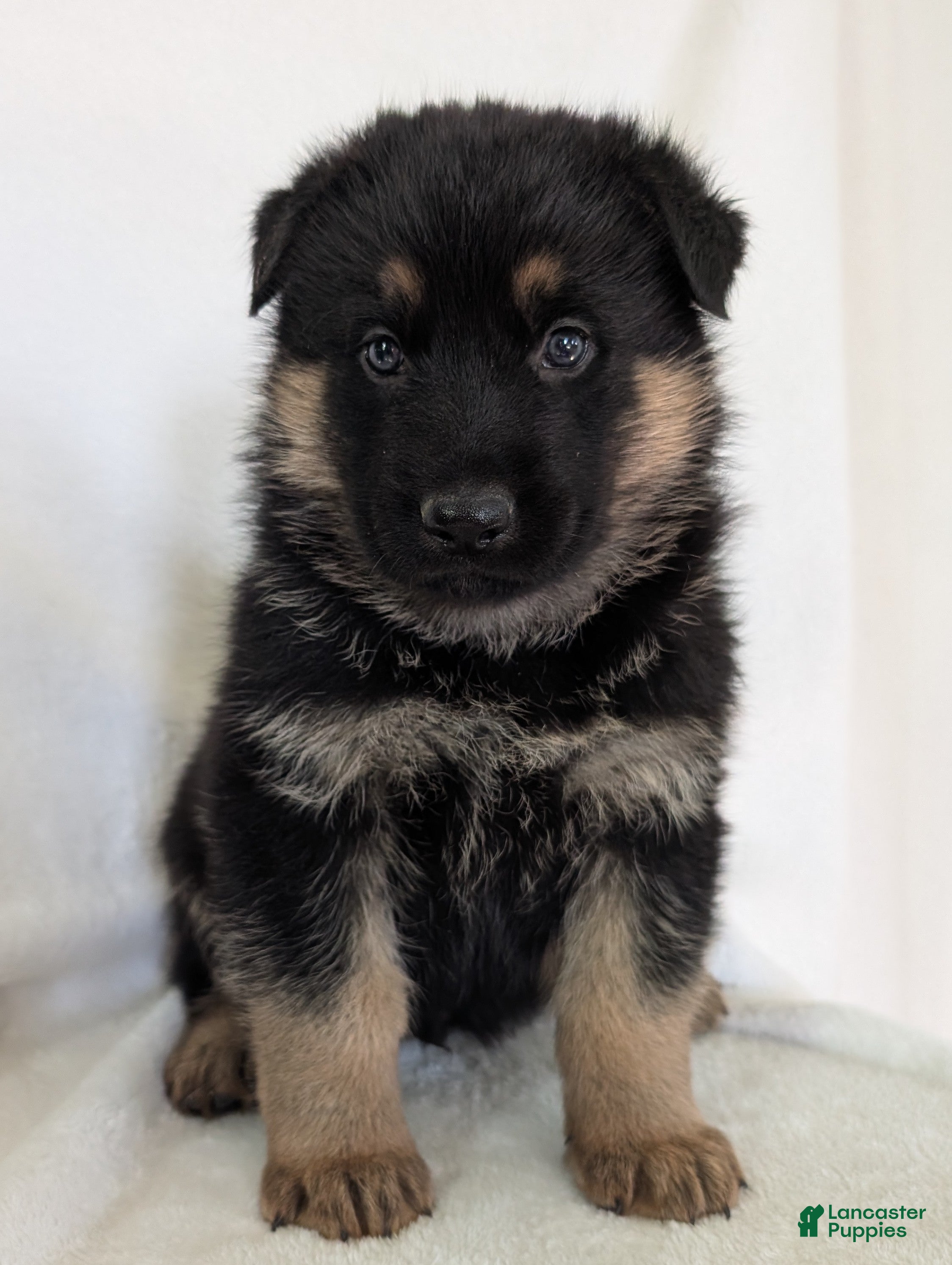 German Shepherd dogs Mason  - Ad 2