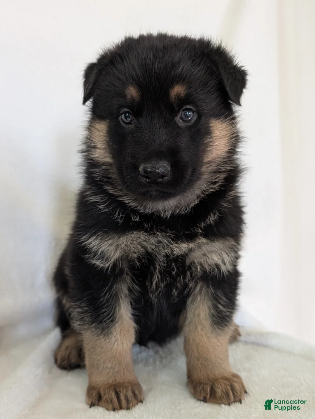 German Shepherd dogs for sale: Mason  - Ad 2