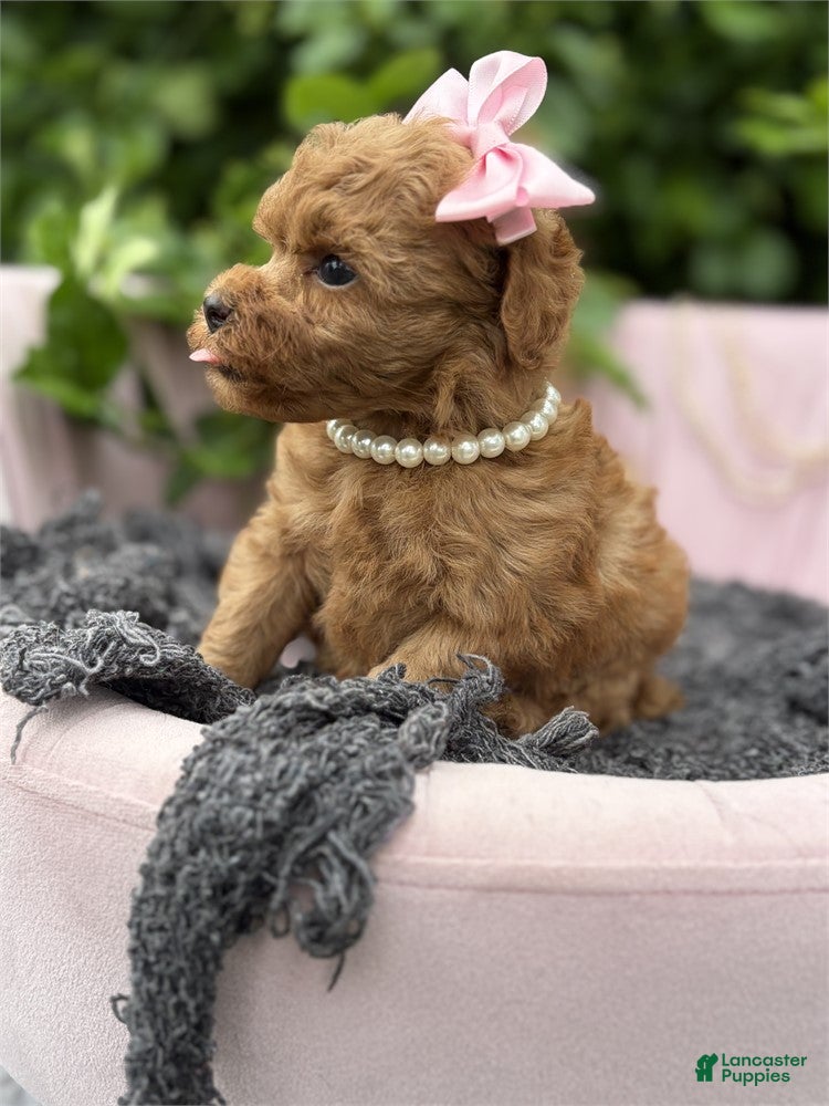 Toy Poodle dogs Toy Poodle 1 - Ad 2
