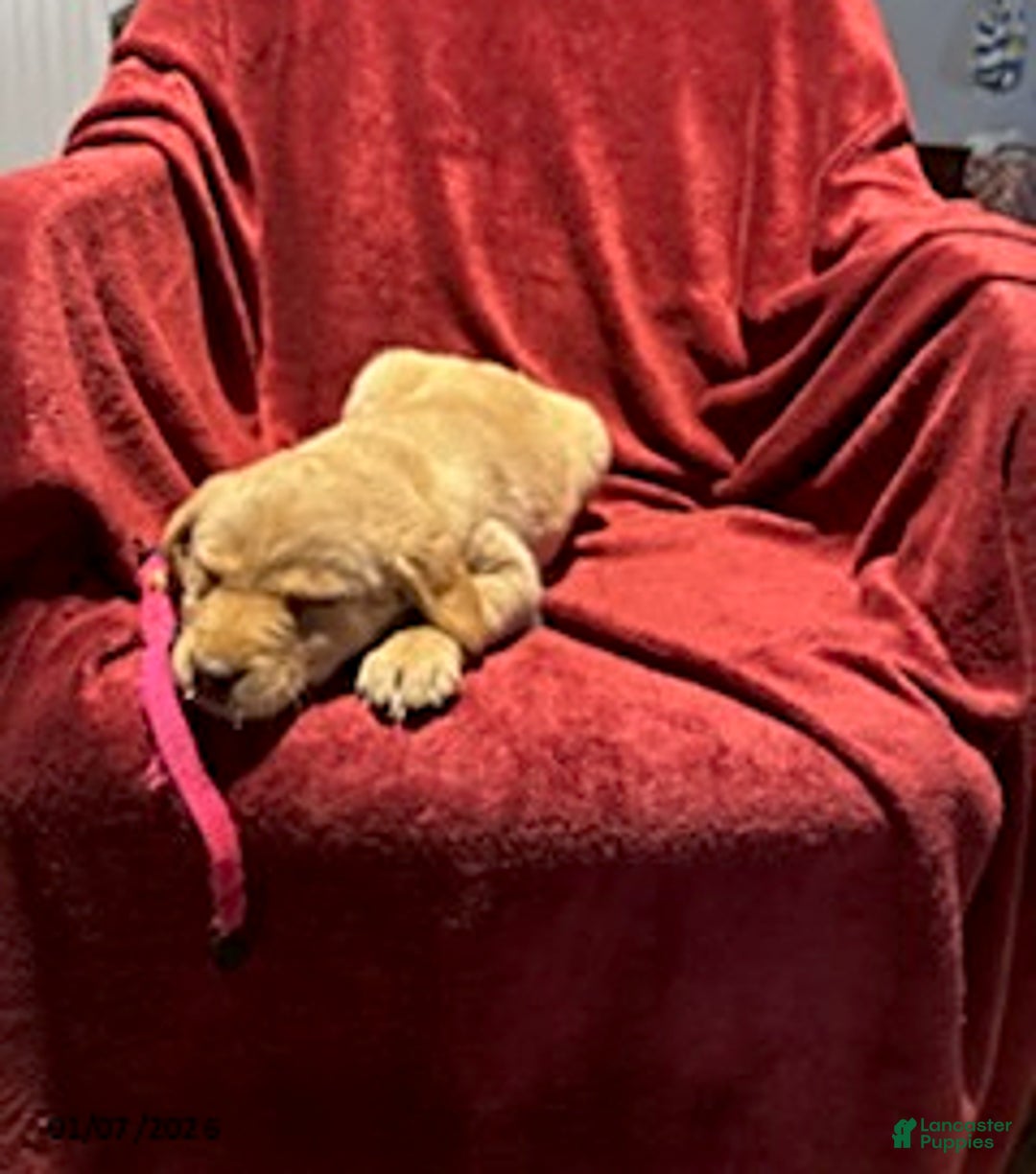 Goldador dogs for sale: Ashley - Ad 3