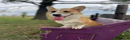 Welsh Corgi Pembroke dogs for sale: Johnny Welsh Corgi Pembroke Puppy leash and crate trained - Ad 8