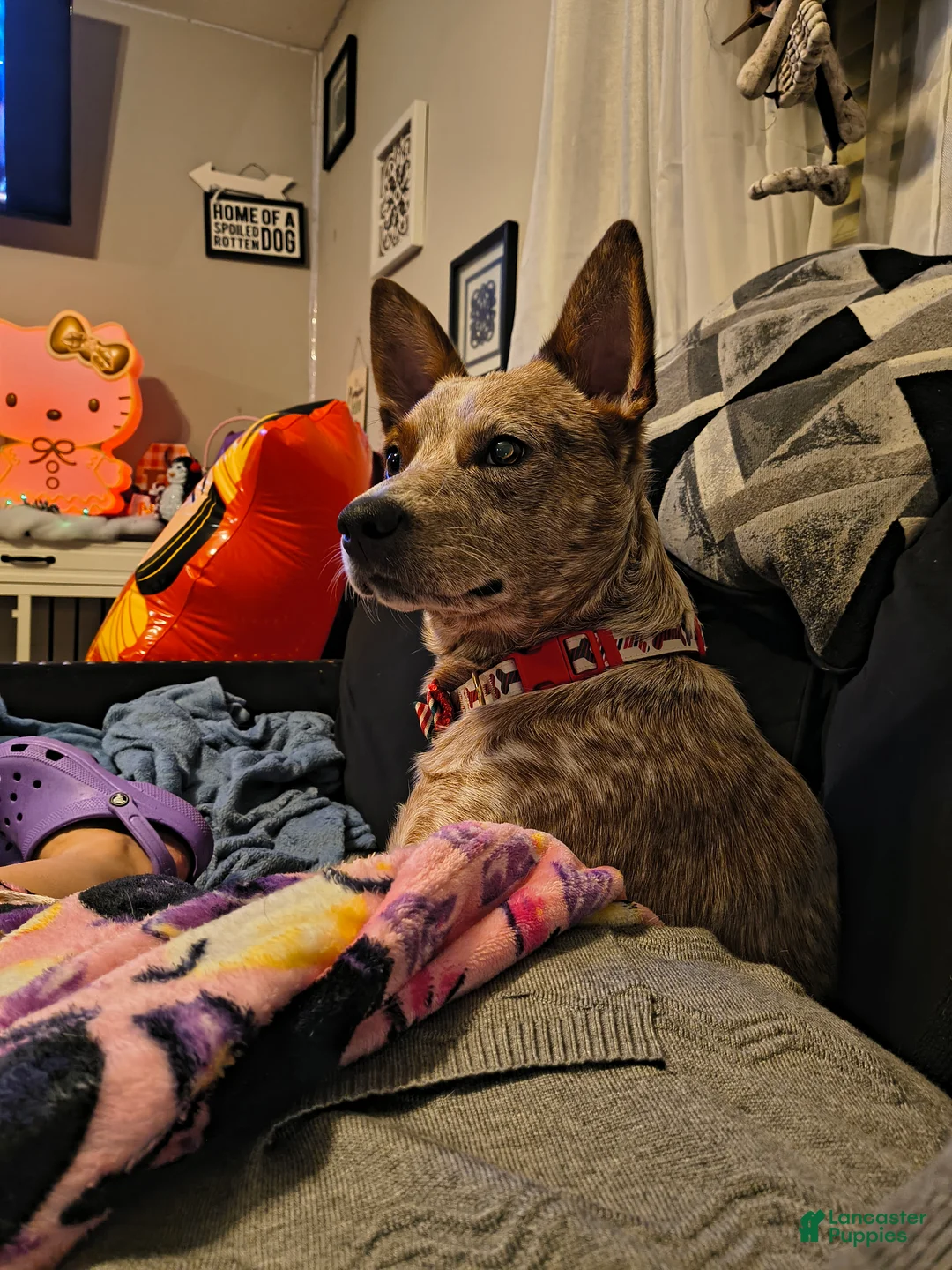 Australian Cattle Dog dogs for stud: STUD SERVICE $500 - Ad 5