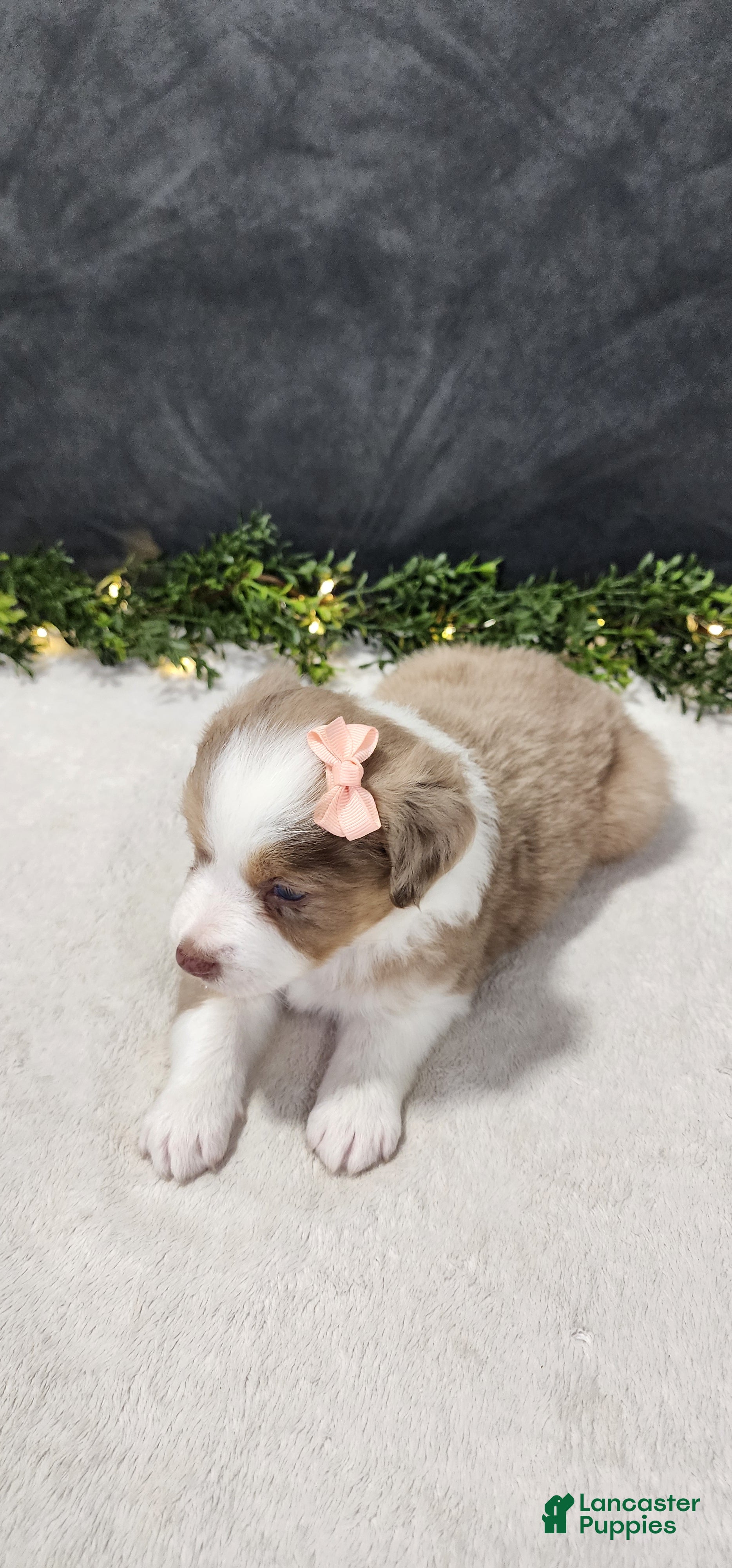 Miniature Australian Shepherd dogs Grace - Ad 2