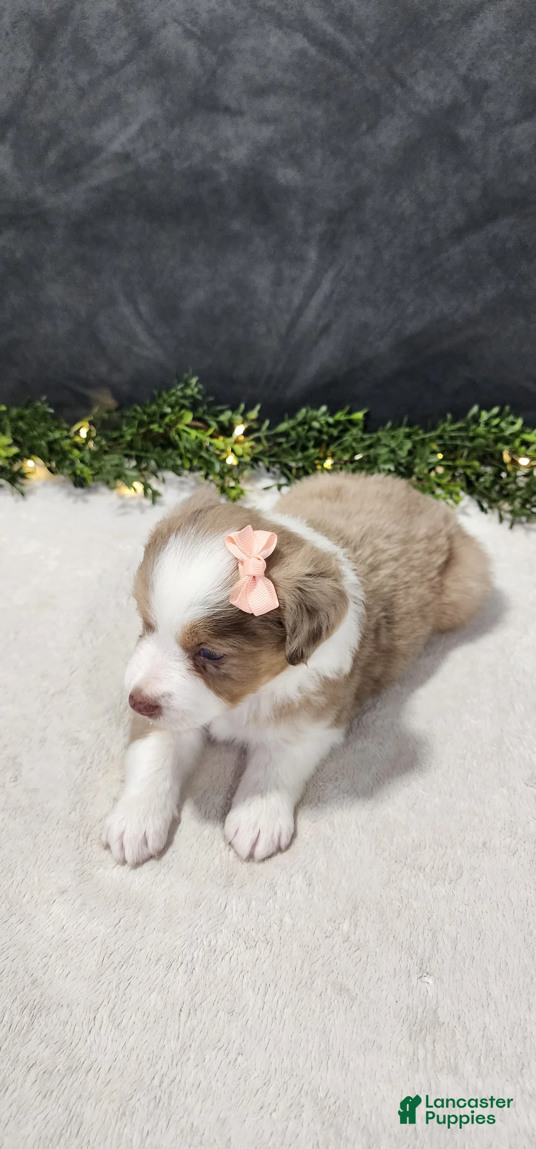 Miniature Australian Shepherd dogs for sale: Grace - Ad 2
