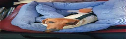 Mixed Breed dogs for sale: Miranda - Ad 8