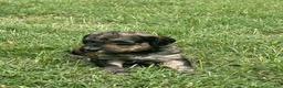Bordoodle dogs for sale: Onyx - Ad 7