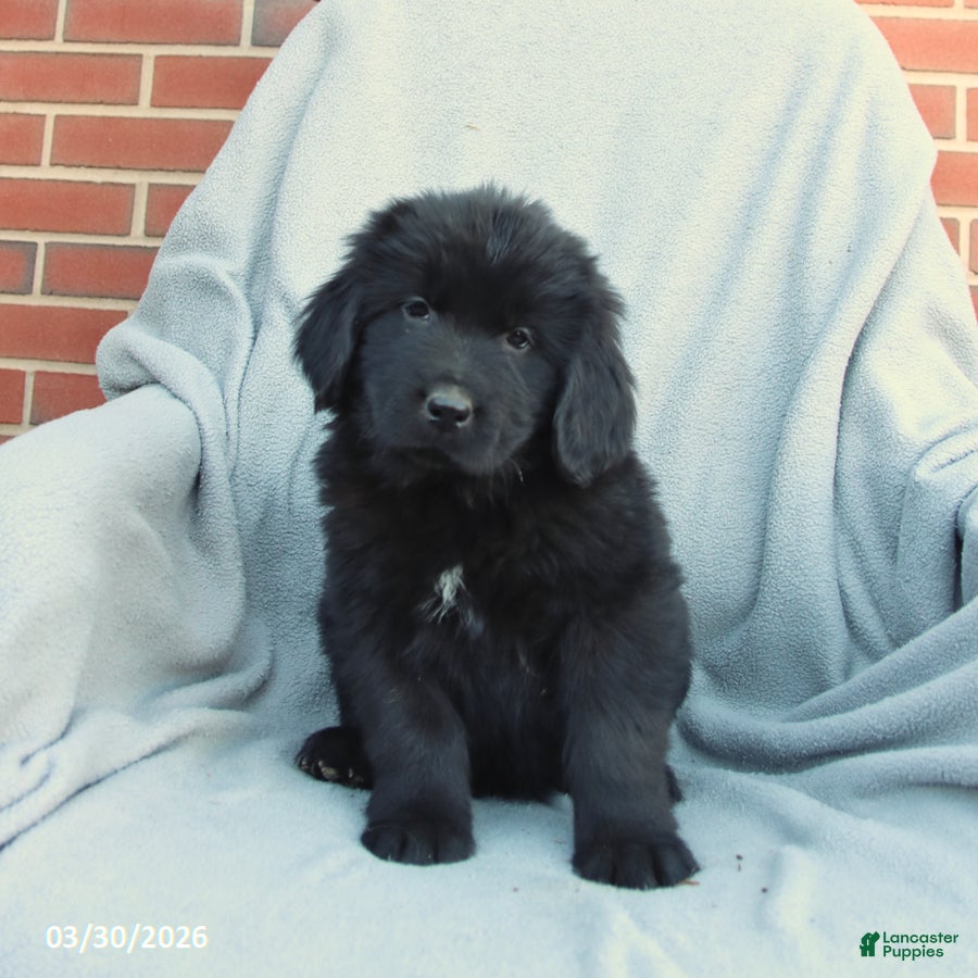 Newfoundland dogs Macy - Ad 1