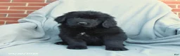Newfoundland dogs for sale: Macy - Ad 1