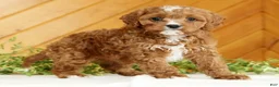 Cavapoo dogs for sale: Mia - Ad 4
