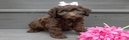 Cockapoo dogs for sale: Molly - Ad 4