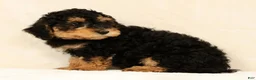 Mini Bernedoodle dogs for sale: Leo - Ad 6
