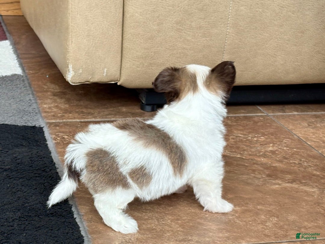 Coton De Tulear dogs for sale: Rita - Ad 7