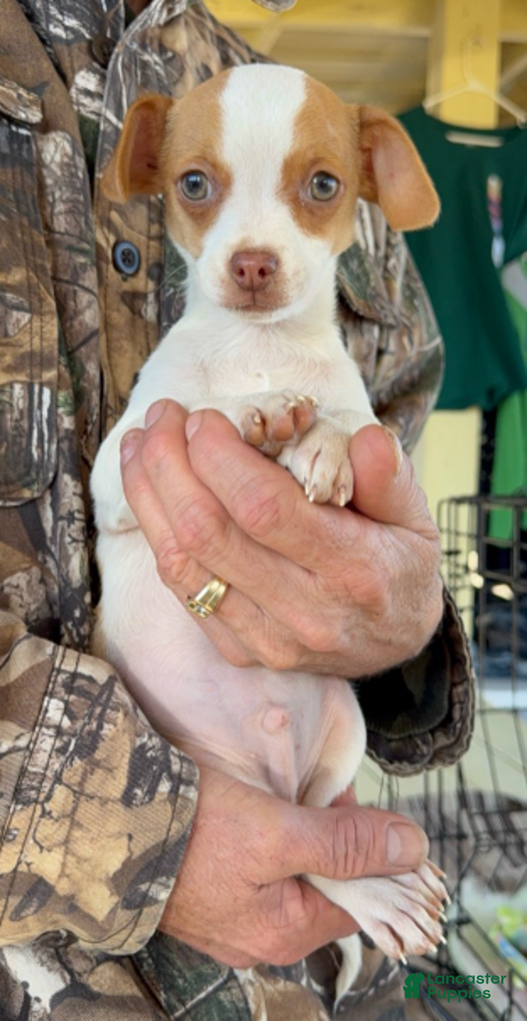 Chihuahua dogs for sale: Chihuahua Boy 1 - Ad 2