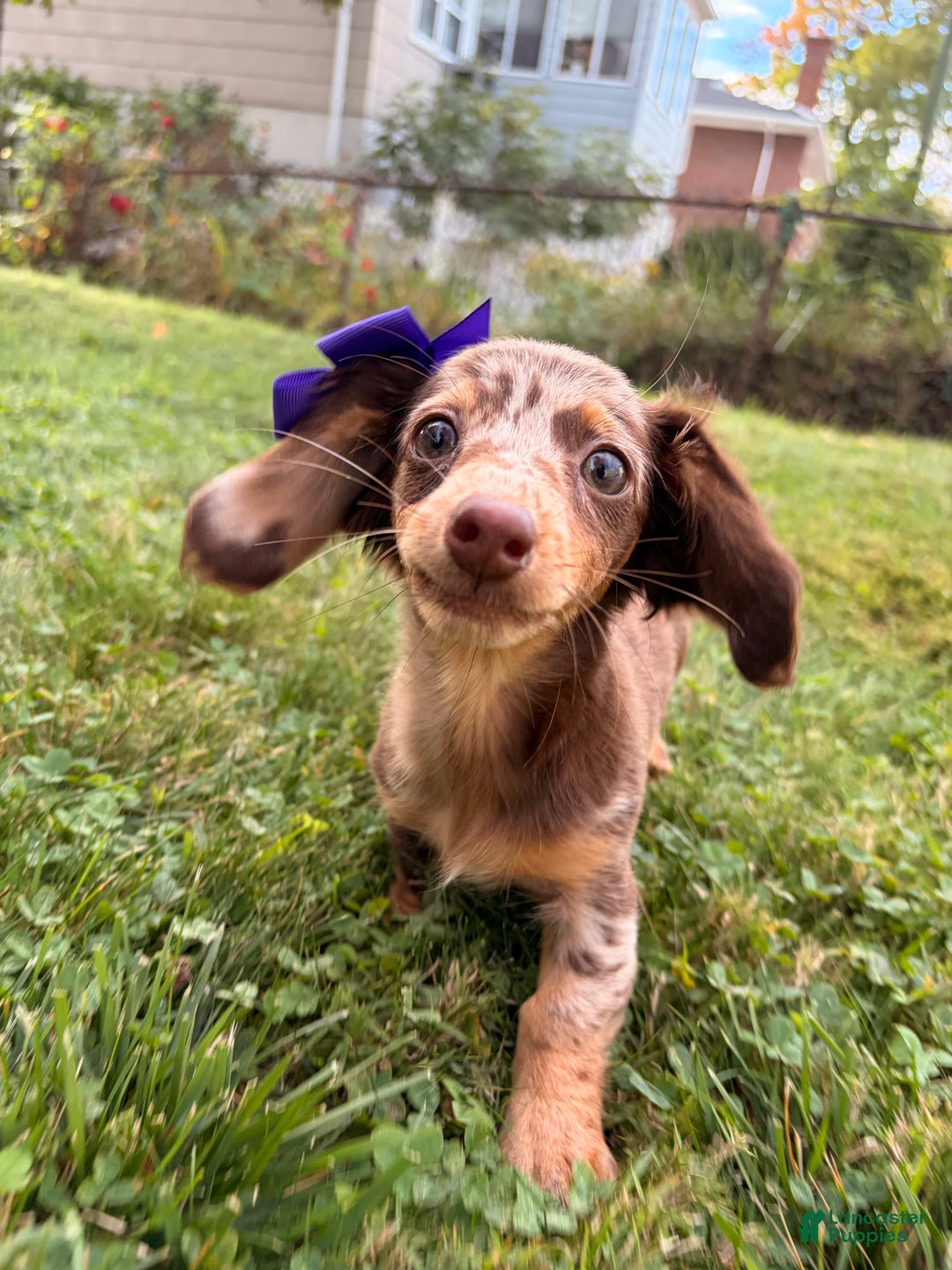 Miniature Dachshund dogs for sale: Pumpkin - Ad 4